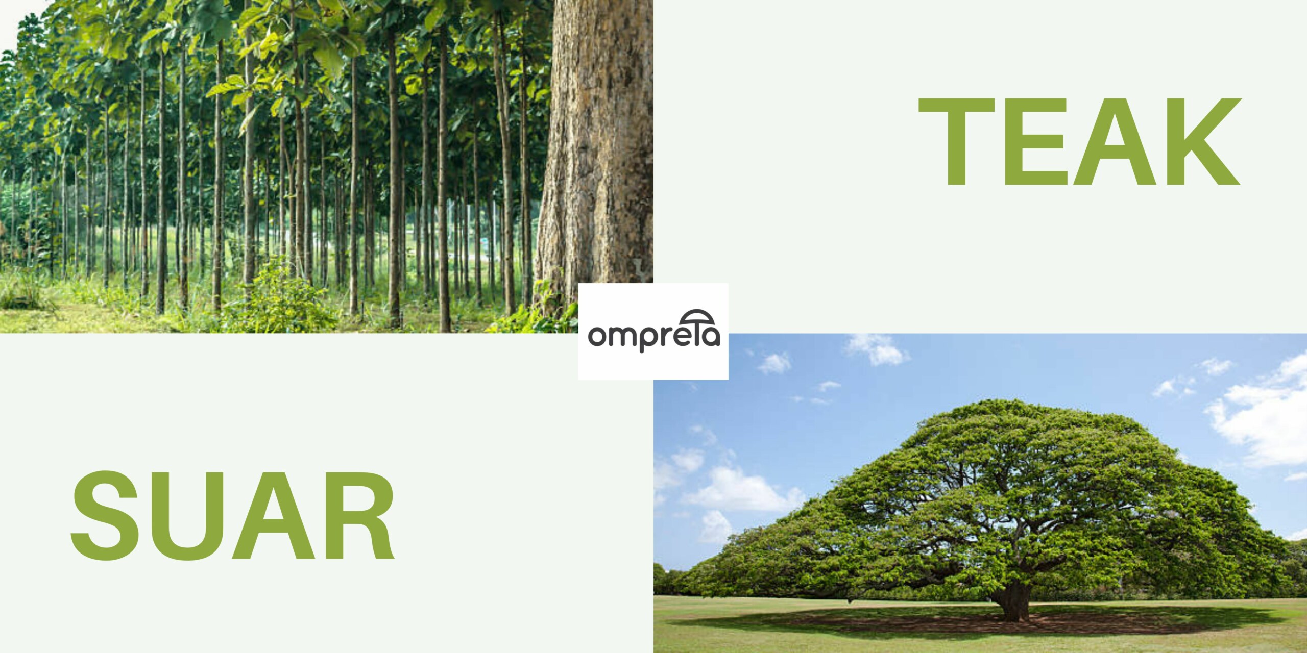 Teak και Suar: Τα ξύλα με εγγυημένη αντοχή και διάρκεια στο χρόνο